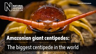 Giant centipede found in the UK  Natural History Museum [upl. by Remot454]