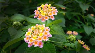 Wild Lantana Shrub  Baloliya Plant Lantana pastazensis [upl. by Peterus]