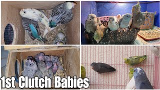 Chicks hi Chicks 😍 First Clutch Babies of Cockatiel Lovebirds Parrotlet and Budgies allaboutpets [upl. by Nannarb219]