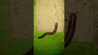 Millipede insect part 11 millipede centipede millipedes insects wildlife forest trending [upl. by Melamie]