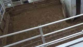 Gladstone Auction Mart Live Stream [upl. by Marcellina640]