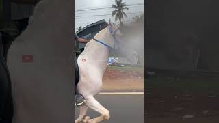 മലപ്പുറത്തിന്റെ സുൽത്താൻ  shimil  malappuram  horse horselover animals love [upl. by Antonin462]