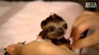 baby sloth bath cute squeak [upl. by Enenej825]