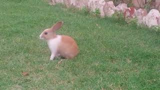 rabbits are playing with eachother funnyanimal animalsvideo cuterebbit beautiful [upl. by Ttegdirb]