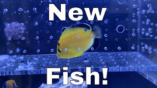 Did I Regret My LAST Fish  4 NEW FISH  Waterbox Aquariums Angelfish Reef LX 2706  Part 7 [upl. by Yelahs]