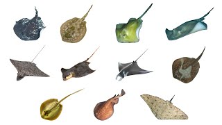 Types of Stingray  11 Stingray Species stingray searays [upl. by Ellerihs177]