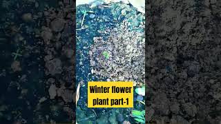 Winter flower plants part1 [upl. by Lopez]