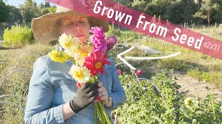 Dahlias Unboxing Growing SEED Looking Sniffing Cutting Flower Farm Australia [upl. by Danit]