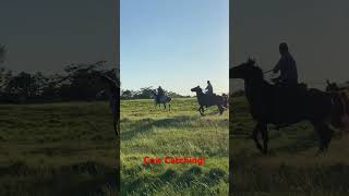 Cow catching cowhorse cowcatcher ranching [upl. by Tabbitha]