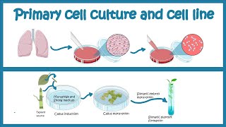 Primary Cell culture and cell line  Cell culture basics [upl. by Olram]