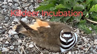 Killdeer Incubation bird birds birdslover [upl. by Orofselet]