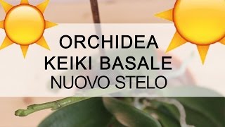 Orchidea keiki basale con nuovo stelo [upl. by Nira]