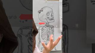 how my teacher basically made me draw an anatomically correct skeleton 🙄 art skeleton biology [upl. by Veedis932]