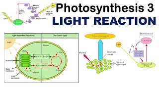 Photosynthesis 3  Light Reaction  Cyclic Photophosphorylation  Photosystems  ETS  ETC [upl. by Eneres]