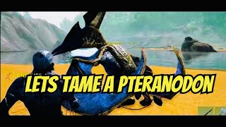 How To Tame a Pteranodon in 59 seconds Seconds  ark revamp [upl. by Arraek]