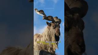 Markhor has incredible horns  animals short video  Markhor facts [upl. by Grearson]