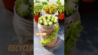 Recycling old things to grow succulents  多肉植物 다육이들  Suculentas [upl. by Justine]