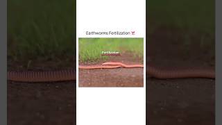 Earthworms Fertilization 🔥😍 shorts earthworm shirazivillagevlog [upl. by Retsof]