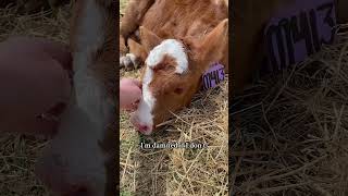 I’m leaning toward psycho… cows heifers cattleranch cattlewomen ranchlife [upl. by Clevey]