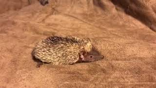 Lesser hedgehog tenrec MBD metabolic bone disease [upl. by Michal]