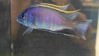 Placidochromis blue otter tsano rock [upl. by Rosie]