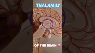 Thalamus of the Brain 🧠 Anatomy amp Physiology anatomy [upl. by Eikkin]