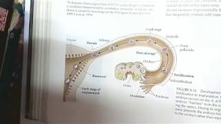 Fertilization in Mammals Part 1  Sperm Capacitation and Underlying Signaling Pathways [upl. by Ives]