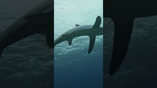 Thresher shark 환도상어scubadiving malapascua [upl. by Dorri]