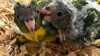 How to care for a kakariki baby bird [upl. by Clynes50]