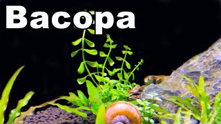 10 Reasons You NEED Bacopa For Your Planted Aquarium [upl. by Fruin]