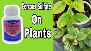 Ferrous Sulfate on Plants  Part 2 Awesome  Josephine Florence Vlog [upl. by Aeresed]