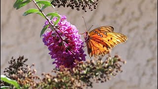 Gulf Fritillary Butterfly [upl. by Atnoid857]