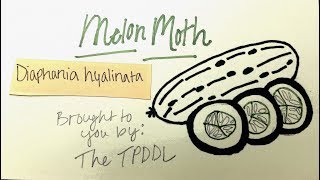 WHAT Wednesday Melon Moth [upl. by Waechter]