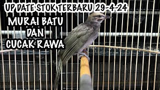 UPDATE STOK TERBARU CUCAK RAWA DAN MURAI BATU TERNAKAN 29424 [upl. by Annahsor]