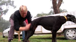 Greyhound coursing tips Welfare issues and how to avoid them [upl. by Ennayram]