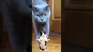 Cat Dance 🐈‍⬛😖amp cat pets shorts aking [upl. by Noram584]