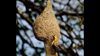 Weaver BIRD making home The king of nest building bird Wadu Kurulla [upl. by Sabah]