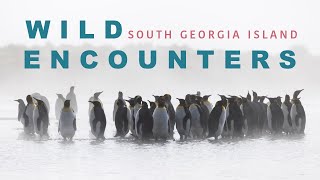 Wild Encounters Exploring South Georgia Island  Oceanwide Expeditions [upl. by Tedi]