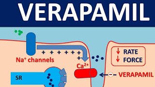 Verapamil  Mechanism side effects and uses [upl. by Myo]