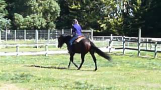 ADDICTING AQHA Quarter Horse Stud [upl. by Fauver]