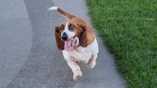 Basset hound is delighted to make friends [upl. by Hareema]