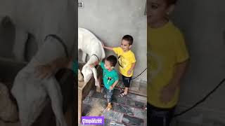 Qurbani k janwer se Pyar kren [upl. by Irik]