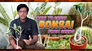 How to grow Bonsai from seeds in Urdu Hindi [upl. by Bergwall654]