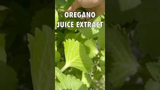 Oregano for cough oregano oreganojuice homeremedy herbal medicine [upl. by Pol]