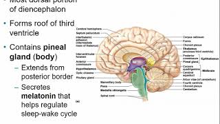 2113 Chapter 12 Central Nervous System Part B [upl. by Erdne]