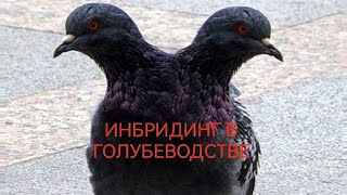 ГолубиИНБРИДИНГМожно или нельзя Смотрим до конца Pigeons  INBREEDING [upl. by Lurlene586]