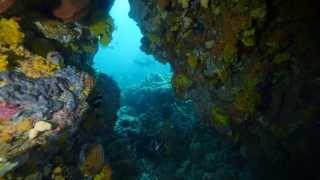 Diving Edithburgh Fenceline and Pinnacles [upl. by Onilatac]