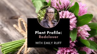 Plant Profile Red Clover with Emily [upl. by Anived]