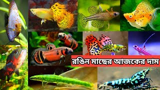 Aquarium Price In Bangladesh 🐠Aquarium Fish Price In Khulna 😱 Aquarium Fish Wholesale Shop Khulna [upl. by Edualcnaej651]