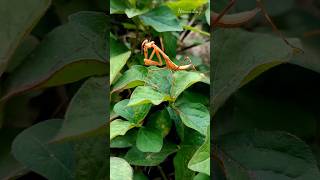 Find insects praying mantises caterpillars findanimals animals short [upl. by Yrrep]